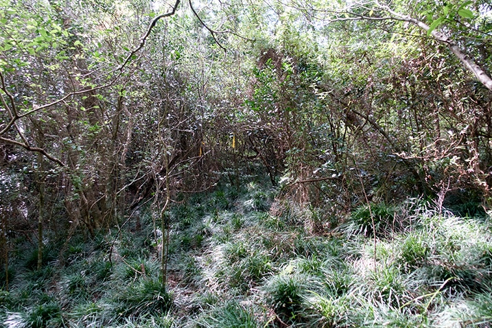 Many tangled vine-like trees - chunks of grass before it