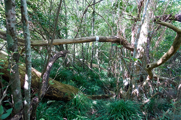 Fallen tree at eye level with white tape around center - trees all over