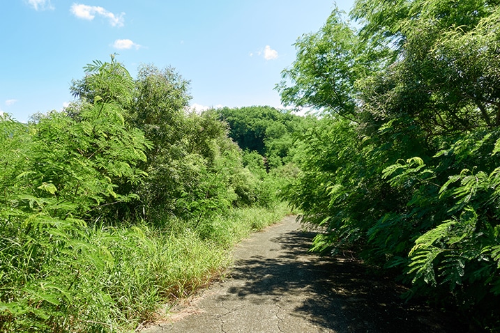 Concrete mountain road - trees and mountain in background