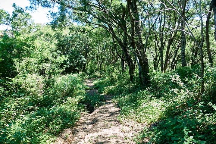 Dirt mountain road - trees on either side