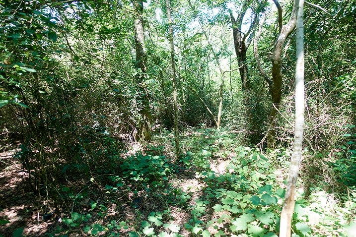 Mountain forest - many trees