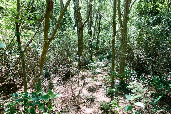 Mountain forest - many trees