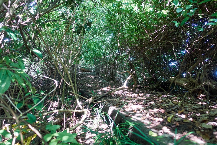 Flat concrete path - overgrowth all around it - PingBuCuoShan - 坪埔厝山