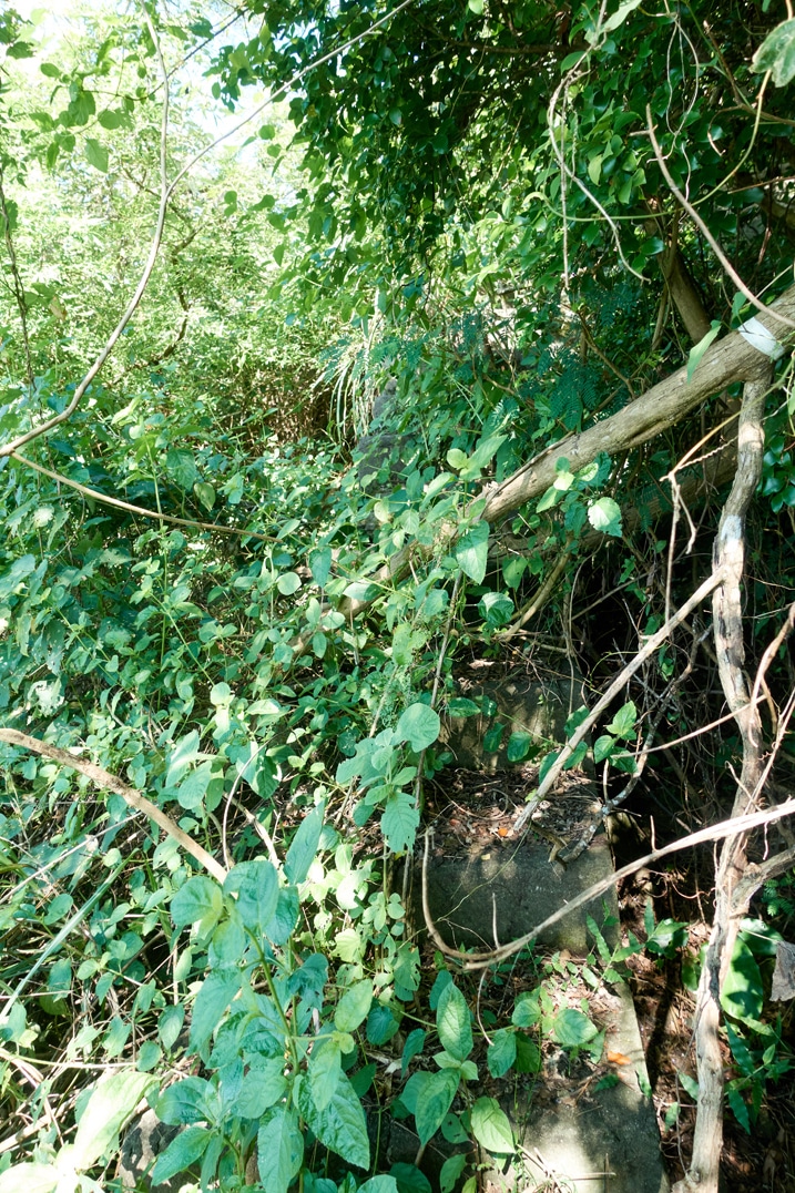 Old concrete stairs covered by trees and overgrowth