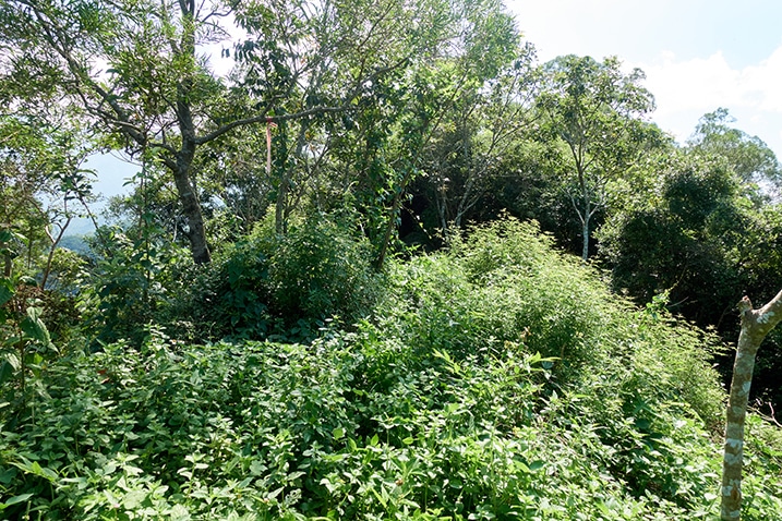 Overgrown mountain trail