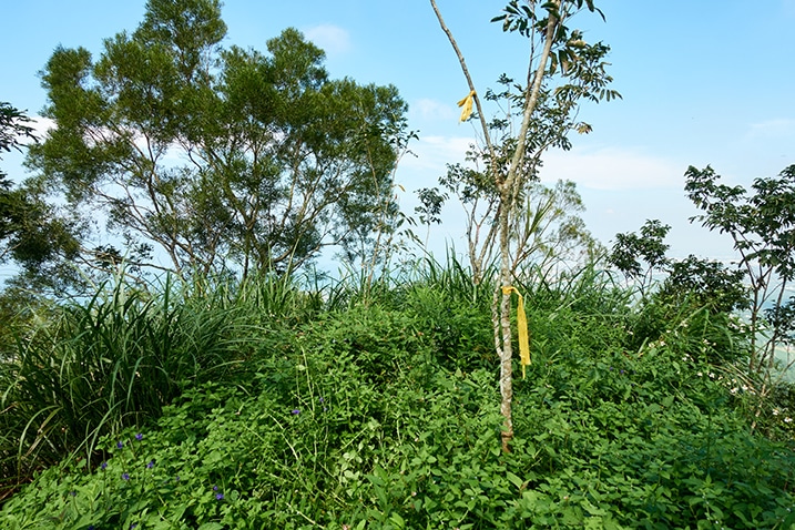 Near mountain peak - a few small trees - vegetation lower on the ground