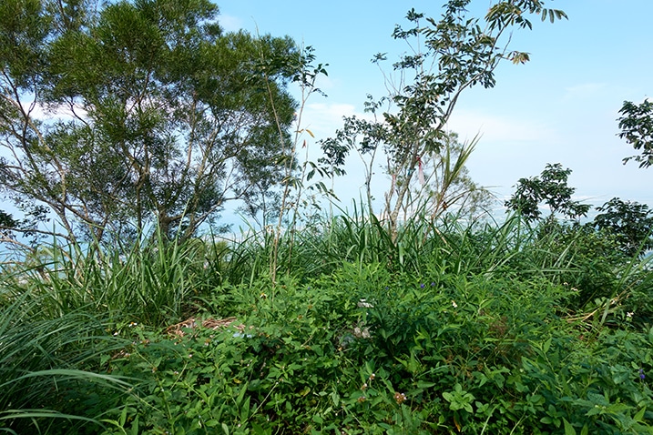 Near mountain peak - a few small trees - vegetation lower on the ground