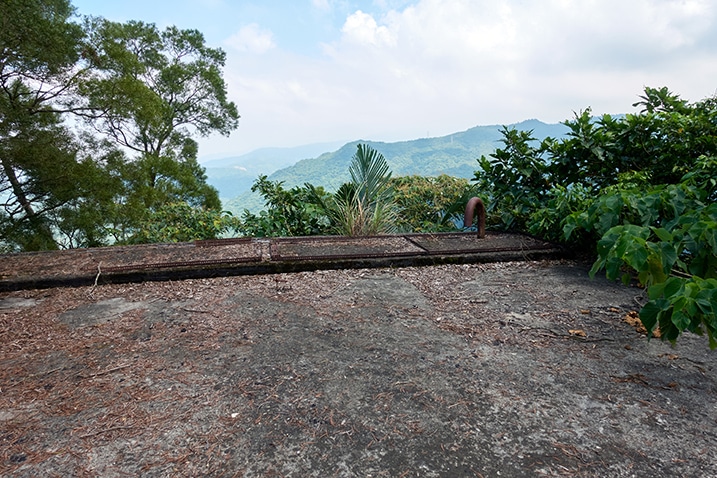 Roof of abandoned building - trees growing near top