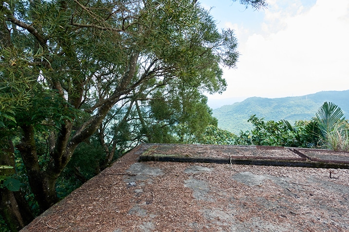 Roof of abandoned building - trees growing near top