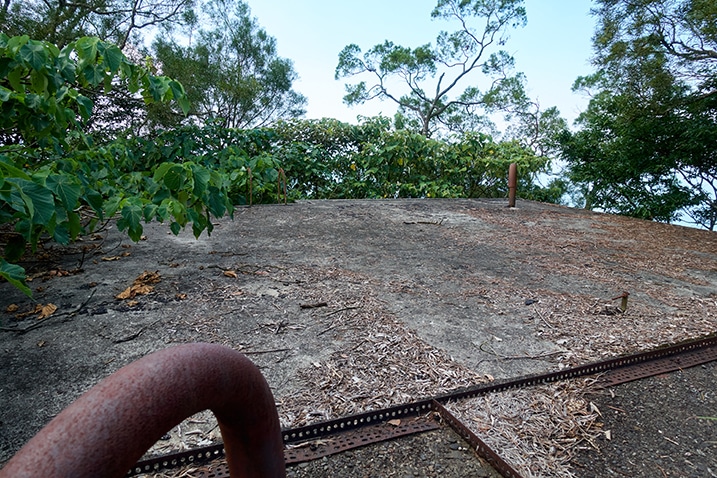 Roof of abandoned building - trees growing near top