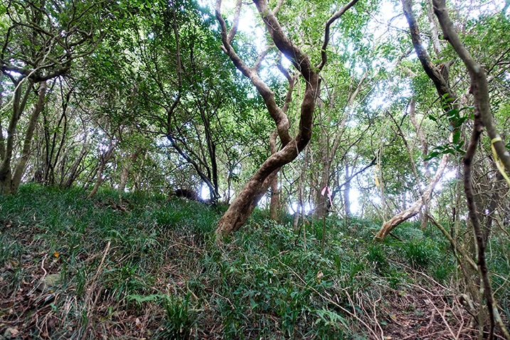 Mountainside near ridge - many trees and grass