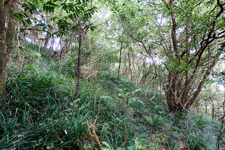 Mountainside near ridge - many trees and grass