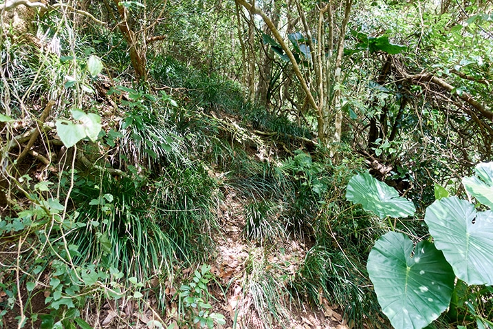 Looking up a mountainside trail head - many trees and plants