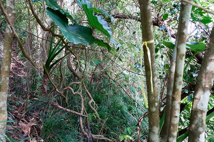 Many trees and tall grass - yellow ribbon tied around tree