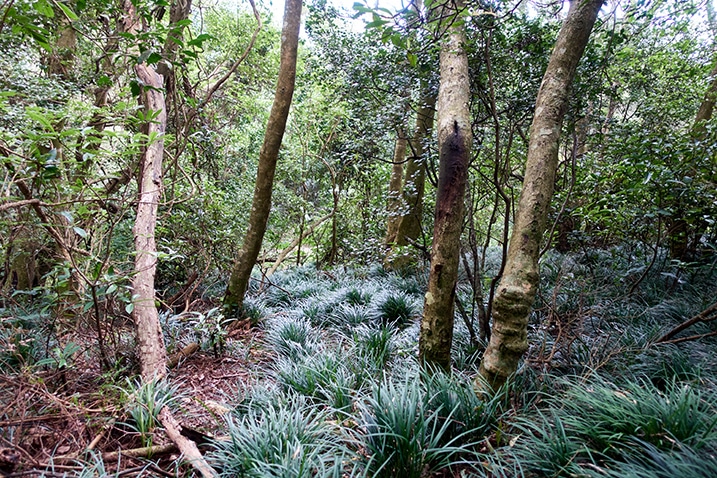 Flat area with tall patches of grass - many trees