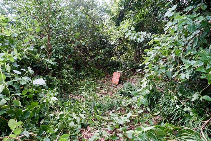 Triangulation stone for Caoshan - 草山 and red sign in small open area - many trees, vines and plants growing around it