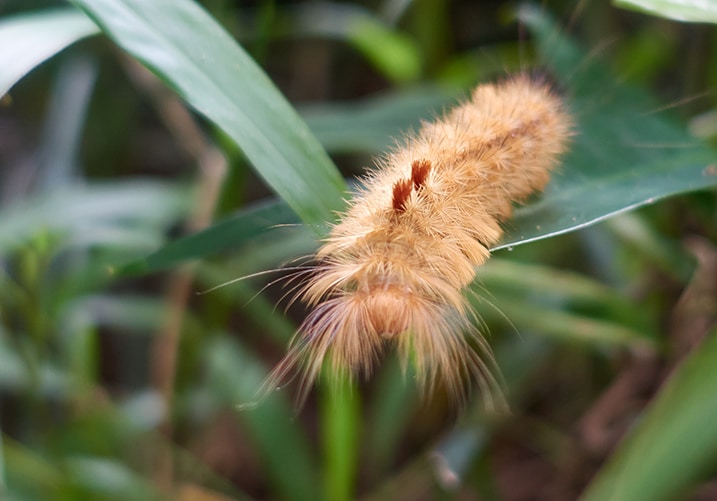 Closeup of orange-ish caterpillar on leaf