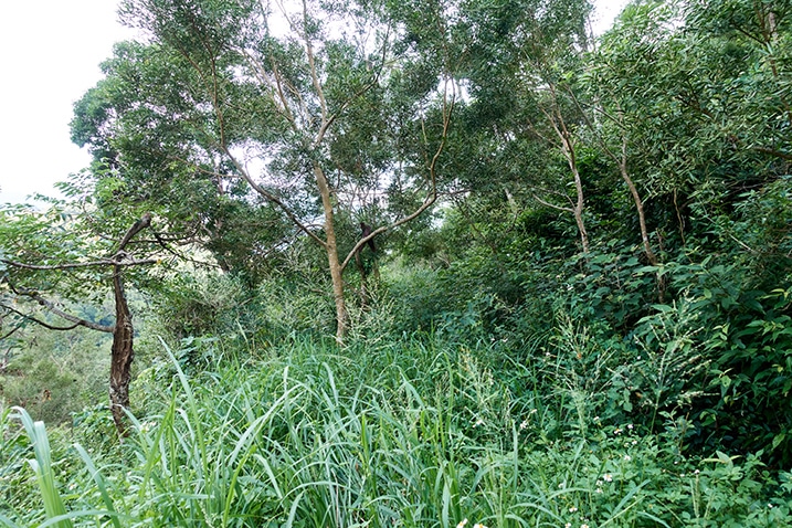 Old mountain road now overgrown with grass and trees