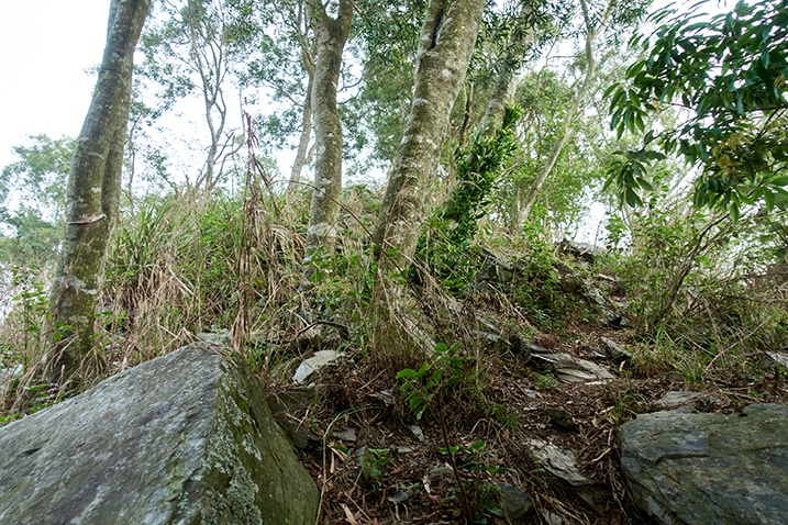 Several trees on top of mountain - rocks - fog