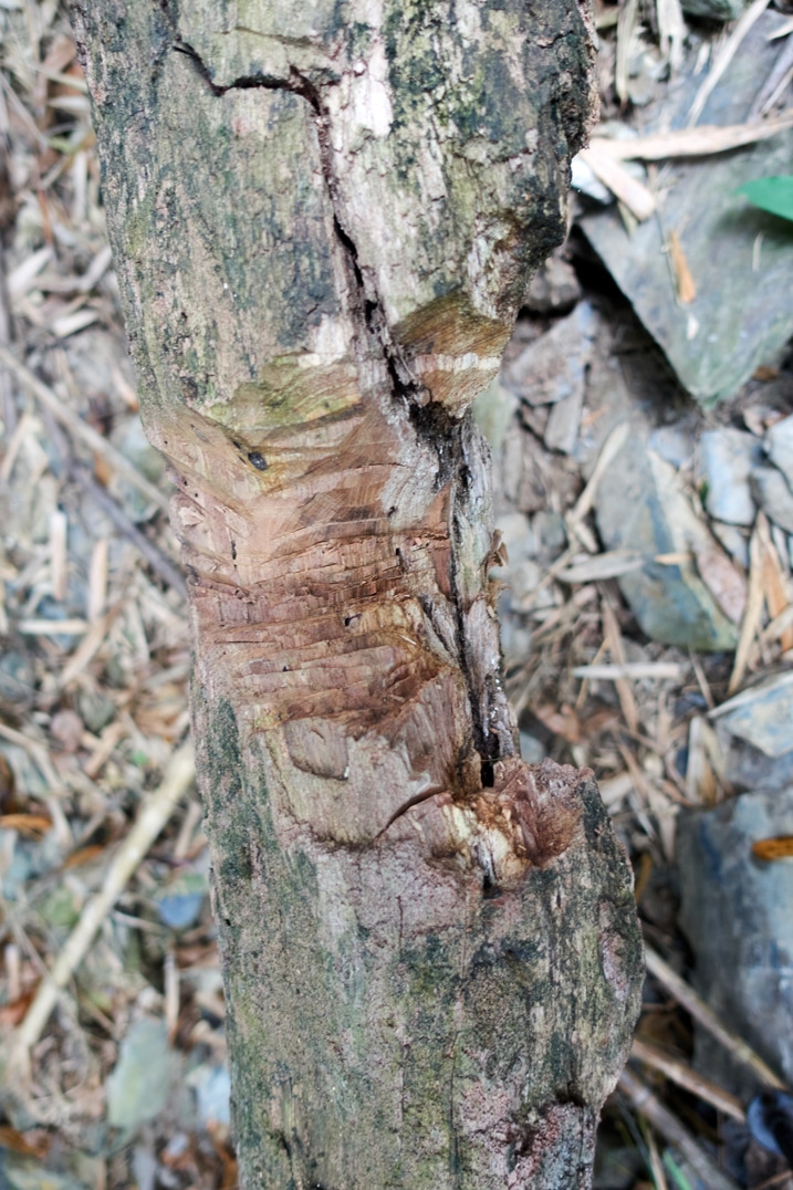 Tree that has been hacked at with a machete