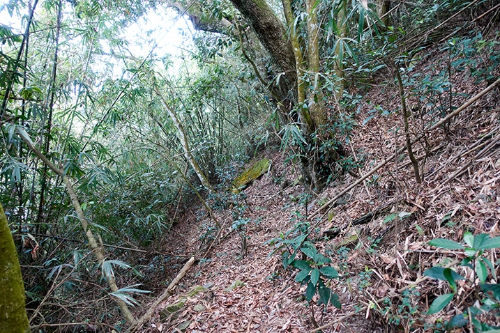 Many trees on slope