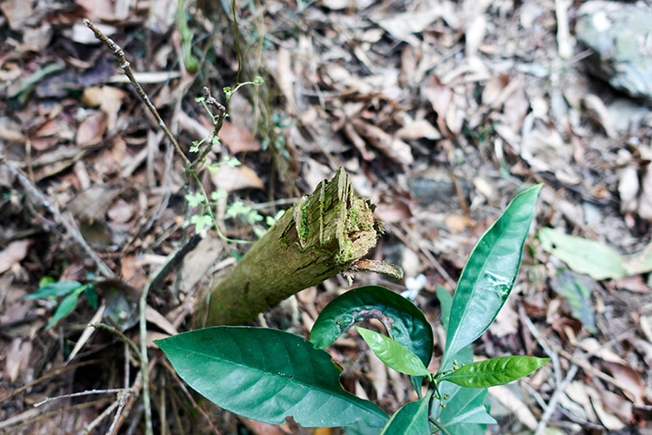 Small tree that had been cut down by a machete