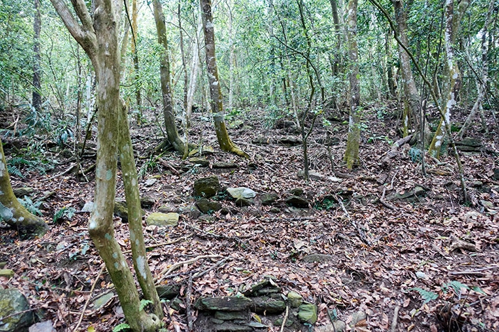 Trees mixed with stacked rocks - looking uphill