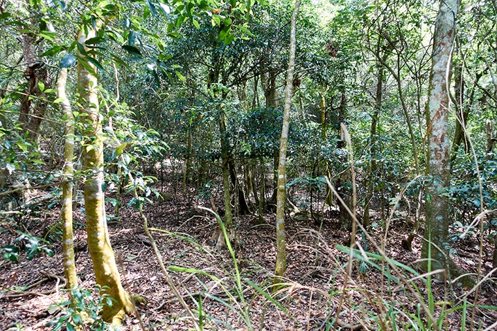 Mountain ridge forest - many trees