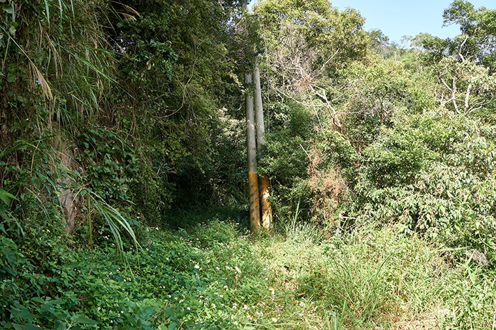 Overgrown mountain road - powerline pole in center