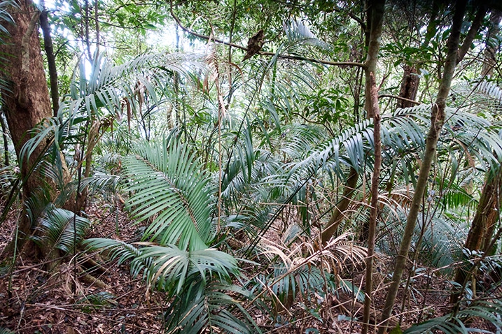 Many thin trees and lots of plants