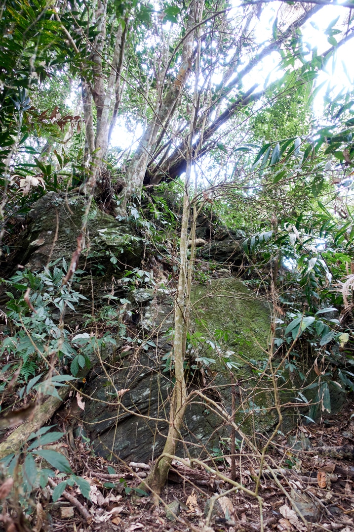 Large boulder or just a rockface - trees growing all around it