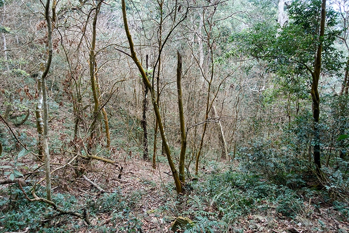 Looking down a moderate mountain downhill - many trees