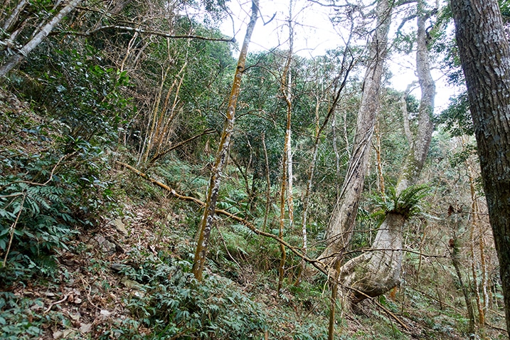 Many trees on mountainside