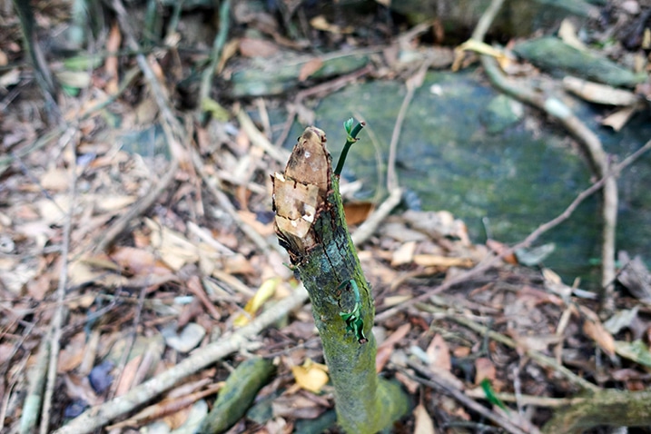 Closeup of small tree cut by a machete