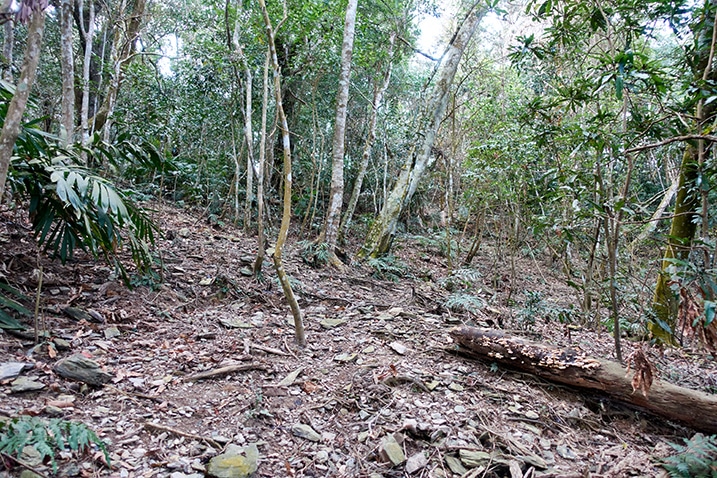 many trees in Taiwan mountains