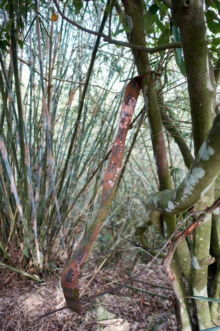 Closeup of old tattered red ribbon attached to a tree