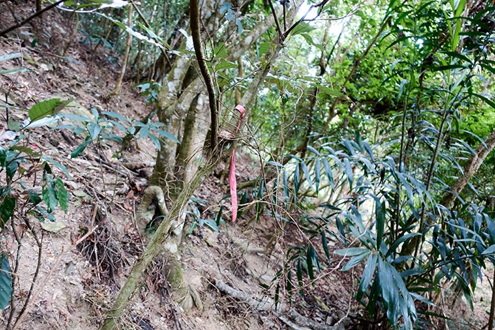 Red ribbon tied to a tree