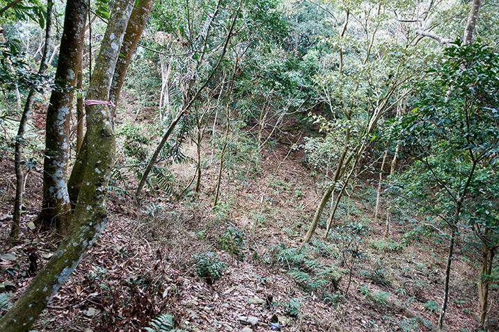 Looking downhill - mountain forest - red ribbon tied to a tree