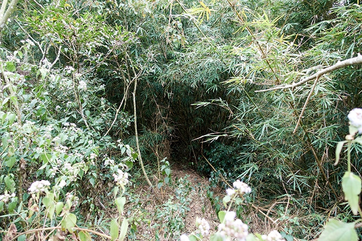 Looking down at a lot of bamboo