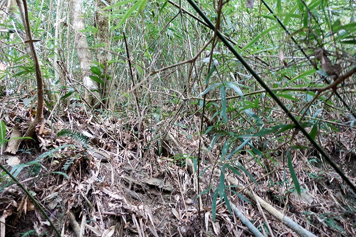 Bamboo and trees on mountainside